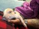 Miniature Pig Animals for sale in Hackensack, NJ, USA. price: $900