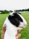 Miniature Pig Animals for sale in Windsor, CT, USA. price: NA