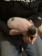Miniature Pig Animals for sale in Whittier, NC 28789, USA. price: NA