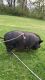 Miniature Pig Animals for sale in Fenelton, PA 16034, USA. price: $100