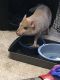 Miniature Pig Animals for sale in Manchester, TN 37355, USA. price: NA