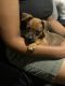 Miniature Pinscher Puppies for sale in New York, NY, USA. price: $1,200