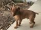 Miniature Pinscher Puppies for sale in Livermore, CA 94551, USA. price: $400