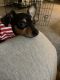 Miniature Pinscher Puppies for sale in Bayonne, NJ, USA. price: $500