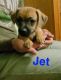Miniature Pinscher Puppies for sale in 18 N Lakeview Dr, Goddard, KS 67052, USA. price: $150