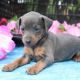 Miniature Pinscher Puppies for sale in New York, NY, USA. price: $700