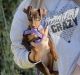 Miniature Pinscher Puppies for sale in Poteau, OK, USA. price: $750