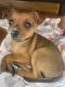Miniature Pinscher Puppies for sale in Hermitage, PA, USA. price: $450