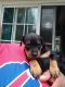 Miniature Pinscher Puppies for sale in NY-590, Rochester, NY, USA. price: $600