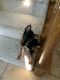 Miniature Pinscher Puppies for sale in Worthington, OH, USA. price: NA