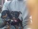 Miniature Pinscher Puppies for sale in Hampton, VA, USA. price: $850