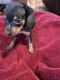Miniature Pinscher Puppies for sale in Raymond, MS 39154, USA. price: $350