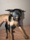 Miniature Pinscher Puppies for sale in S Tucson Blvd, Tucson, AZ, USA. price: $400