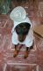 Miniature Pinscher Puppies for sale in Queens, NY, USA. price: $4,000