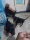 Miniature Pinscher Puppies for sale in Lucknow, Uttar Pradesh, India. price: 8000 INR