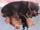 Miniature Pinscher Puppies for sale in Williston Highlands, FL, USA. price: NA