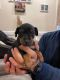 Miniature Pinscher Puppies for sale in Woodbridge, VA 22191, USA. price: $1,200