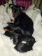 Miniature Pinscher Puppies for sale in St Helens, OR 97051, USA. price: $800