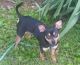 Miniature Pinscher Puppies for sale in New Market, TN 37820, USA. price: NA