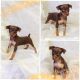 Miniature Pinscher Puppies for sale in Texarkana, AR 71854, USA. price: $1,200