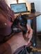 Miniature Pinscher Puppies for sale in McAlester, OK 74501, USA. price: $500