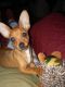 Miniature Pinscher Puppies for sale in St Lawrence, PA 19606, USA. price: NA