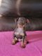 Miniature Pinscher Puppies for sale in Alabaster, AL, USA. price: $800