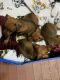 Miniature Pinscher Puppies for sale in Dearborn Heights, MI, USA. price: $600