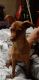 Miniature Pinscher Puppies for sale in Dearborn Heights, MI, USA. price: $200