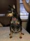 Miniature Pinscher Puppies for sale in Brooklyn Center, MN, USA. price: NA