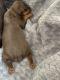 Miniature Pinscher Puppies for sale in Kansas City, MO 64118, USA. price: $4,000