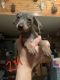 Miniature Pinscher Puppies for sale in Farwell, MI 48622, USA. price: $700