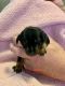 Miniature Pinscher Puppies for sale in Edgemere, MD 21219, USA. price: $800