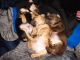 Miniature Pinscher Puppies for sale in 1900 6th St, Umatilla, OR 97882, USA. price: $300