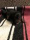Miniature Pinscher Puppies for sale in 24555 Rd 16, Chowchilla, CA 93610, USA. price: NA