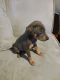 Miniature Pinscher Puppies for sale in Milton, PA, USA. price: $850