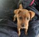 Miniature Pinscher Puppies for sale in Waldorf, MD, USA. price: $300