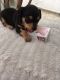 Miniature Pinscher Puppies for sale in Hershey, PA, USA. price: $450