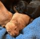 Miniature Pinscher Puppies for sale in Woodbury, NJ, USA. price: $1,950