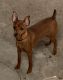 Miniature Pinscher Puppies for sale in Massapequa, NY, USA. price: $1,500