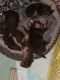 Miniature Pinscher Puppies for sale in Poland, IN 47868, USA. price: NA