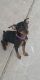 Miniature Pinscher Puppies for sale in Penrose, CO 81240, USA. price: NA