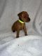 Miniature Pinscher Puppies for sale in Poteet, TX 78065, USA. price: NA