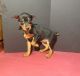 Miniature Pinscher Puppies for sale in New York, NY, USA. price: $400