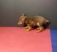 Miniature Pinscher Puppies for sale in Seattle, WA, USA. price: NA