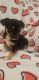 Miniature Pinscher Puppies for sale in Little Rock, AR, USA. price: NA