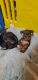 Miniature Pinscher Puppies for sale in Munhall, PA, USA. price: NA
