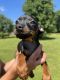 Miniature Pinscher Puppies for sale in Zanesville, OH 43701, USA. price: NA