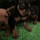 Miniature Pinscher Puppies for sale in Woodbury, NJ, USA. price: $1,300