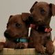 Miniature Pinscher Puppies for sale in Woodbury, NJ, USA. price: $1,250